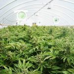 imagem_materia_maconha
