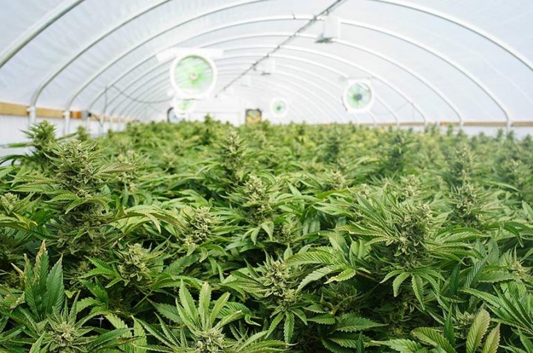 imagem_materia_maconha