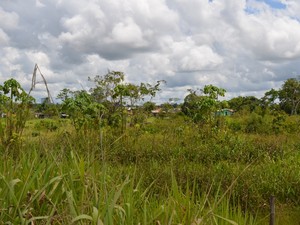 matagal