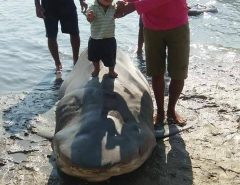 Pescadores capturam tubarão de 4 metros em Macau
