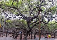 Cajueiro de Pirangi promove exposição de rosas do deserto, cactos e suculentas na Grande Natal