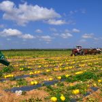 Agricultura
