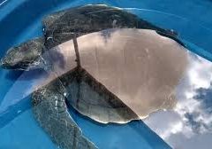 Tartaruga resgatada coberta de óleo passa por limpeza e está saudável