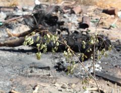 187ª: Corpo de um homem completamente carbonizado e apresentando marcas de pancada na cabeça é encontrado na zona rural de Mossoró.