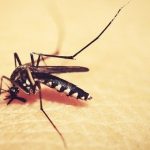 DENGUE