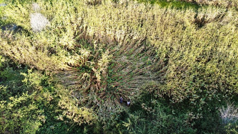 DISCO
