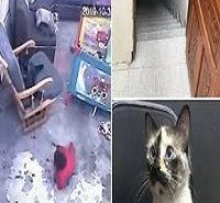 Gato salva bebê e o impede de cair de escada: Assista o vídeo