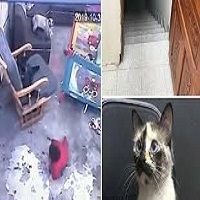 Gato salva bb