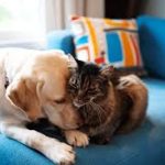 ANIMAIS