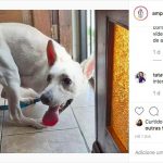cachorro 2