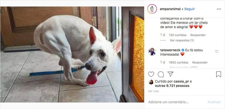 cachorro 2