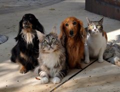 Congresso se mobiliza para proteção dos animais