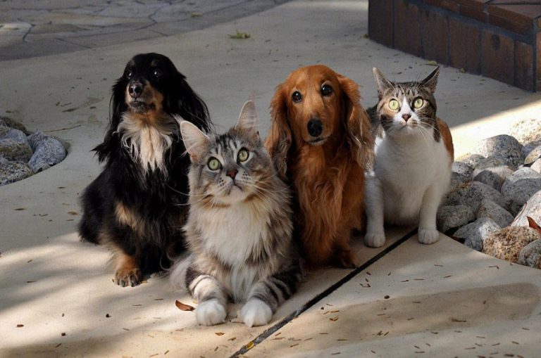 imagem_materia_animais