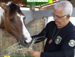 Delegado Normando Feitosa chama atenção para a questão de animais abandonados nas ruas de Macaíba