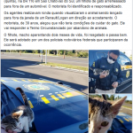 PRF resgate de um gato