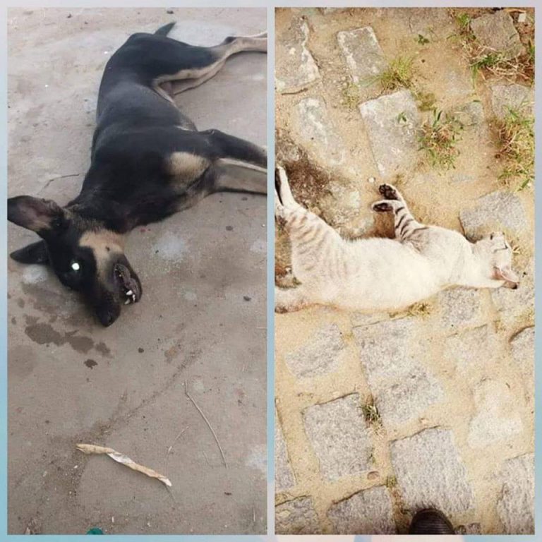 ação crimnosa