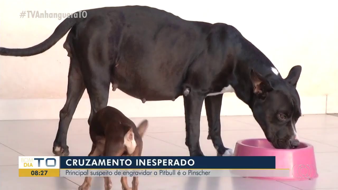 Cadela 2