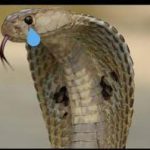 Cobra chorando