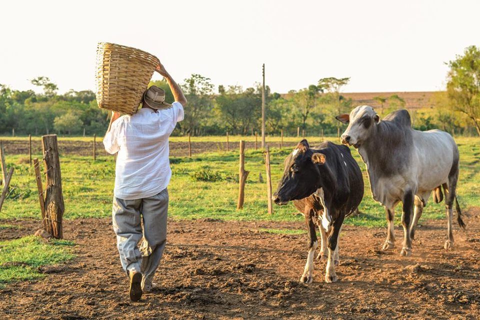 homem do campo