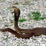 Cobra