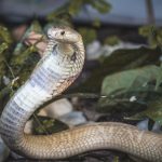 Cobra 2
