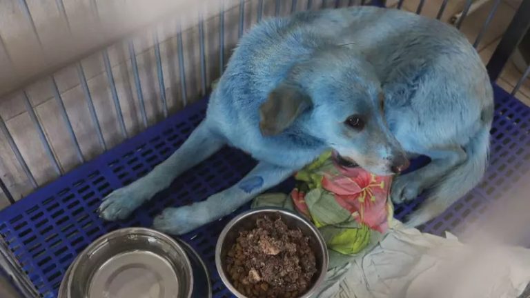 Cão Azul