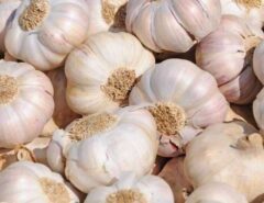 AGRONEGÓCIO: Alta do consumo de alho opõe importadores e produtores