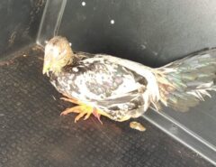 Polícia apreende galo que cantava de madrugada por perturbação do sossego