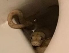 Incrível: Homem vai ao banheiro, sente mordida em partes íntimas e descobre cobra dentro do vaso sanitário