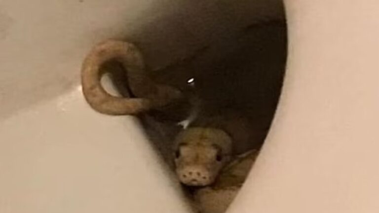 Cobra