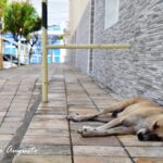 Cachorinho
