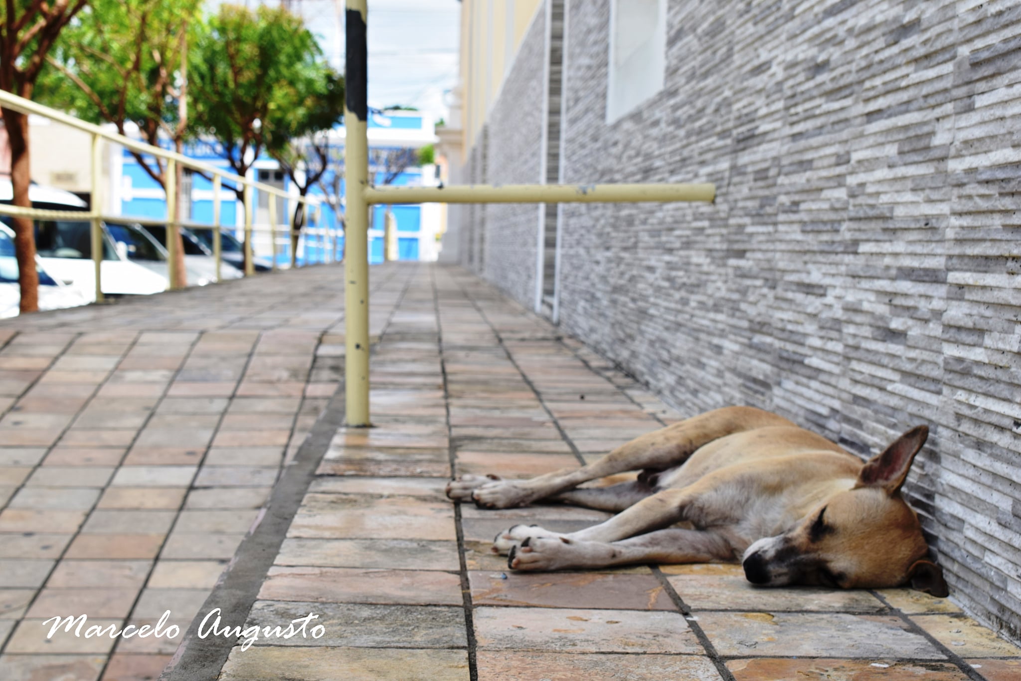 Cachorinho