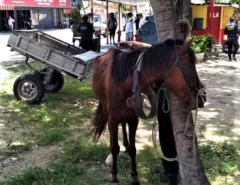 Homem é preso em flagrante por maus-tratos a cavalo em Natal