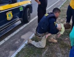 Bebê engasgado é salvo por policial rodoviário federal em Natal