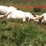 VACAS