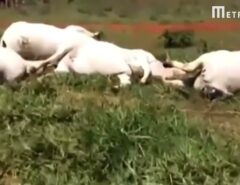 VEJA O VÍDEO: Queda de fio de energia mata 34 vacas e gera prejuízo de R$ 170 mil