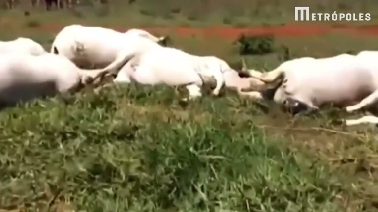 VACAS