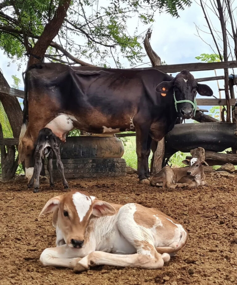 VACA