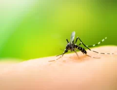 RN decreta situação de emergência por causa do aumento de casos de dengue, zika e chikungunya
