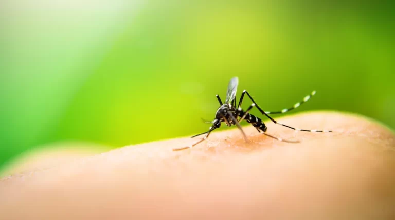 DENGUE