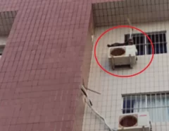 Com medo de fogos de artifício, cão foge pela janela e vai parar sobre caixa de ar condicionado no 5º andar de prédio