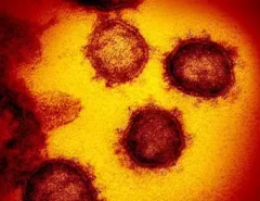 FIQUE LIGADO: Identificadas duas linhagens novas do coronavírus no Brasil