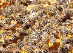 PERIGO: Dois homens e cachorro morrem após ataques de abelhas no interior do RN