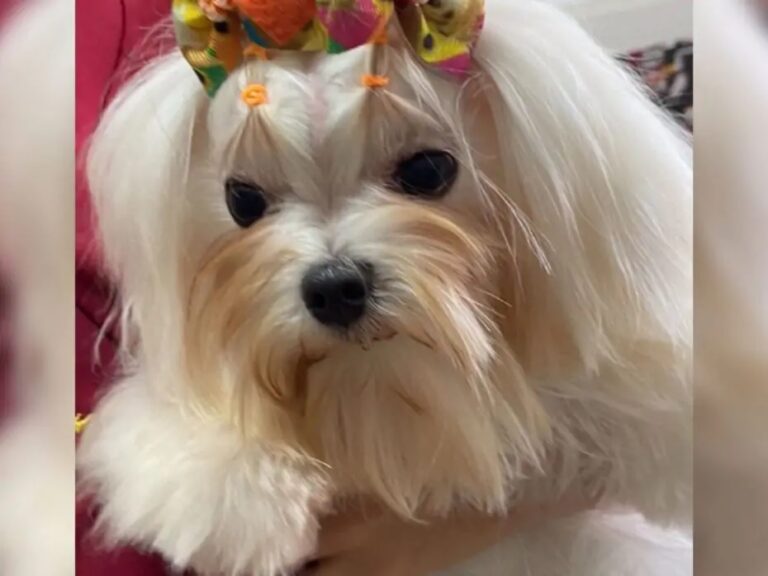 cachorro