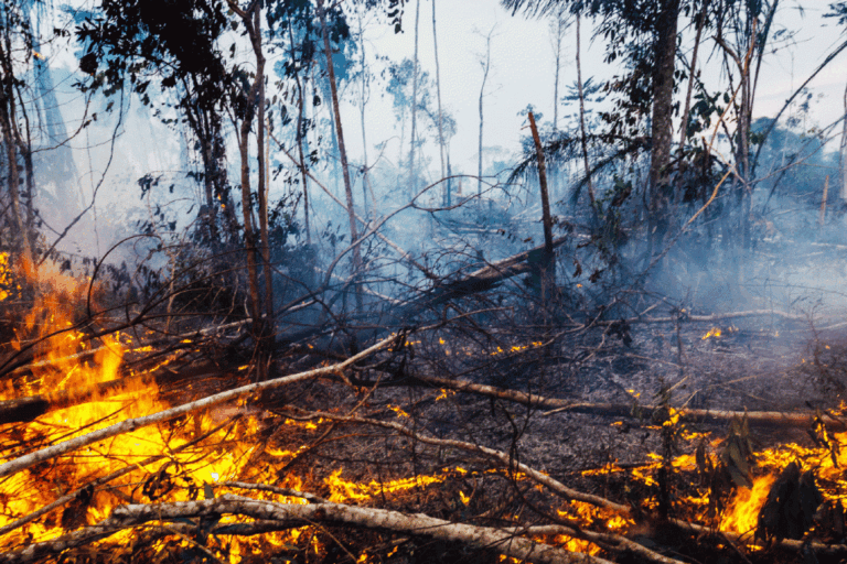 amazonia-fogo