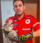 gato