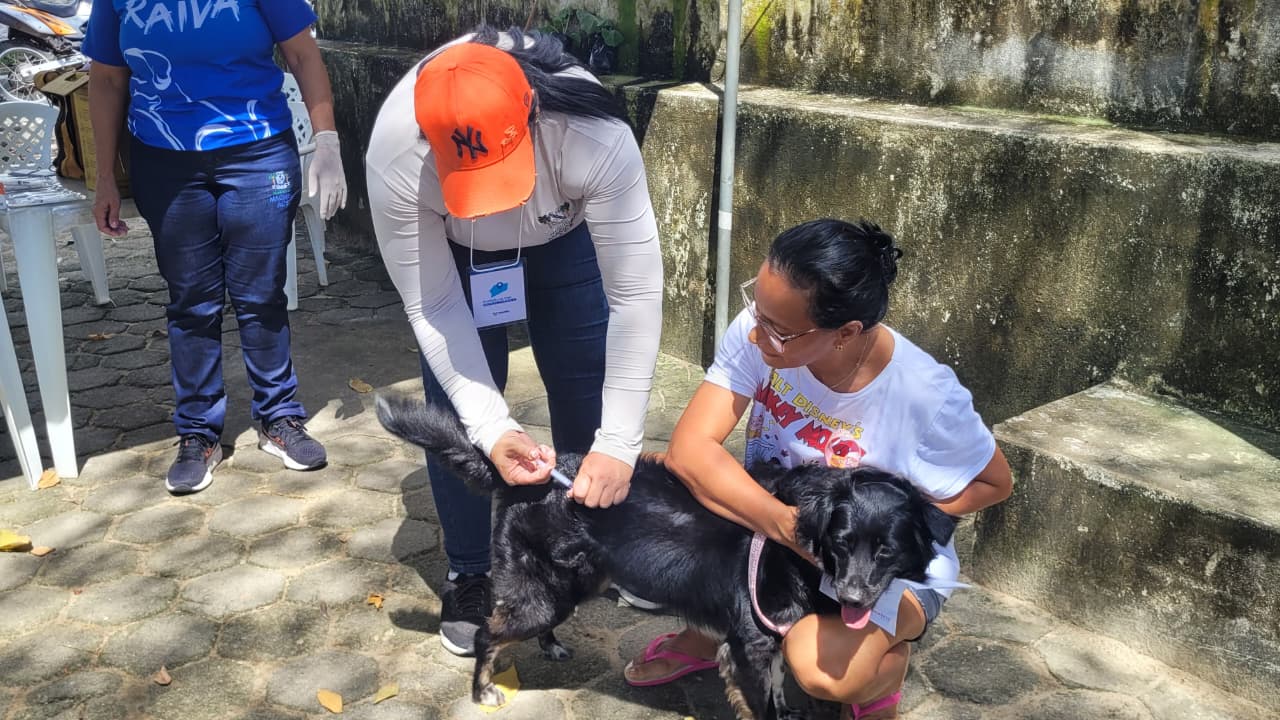 ANIMAIS