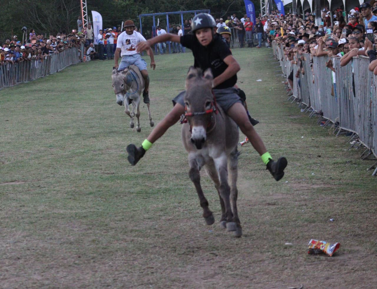 corrida de burro
