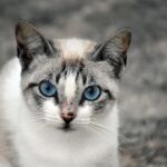 gato