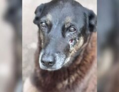 Cão Orelha: empresário investigado por coação morre em Santa Catarina